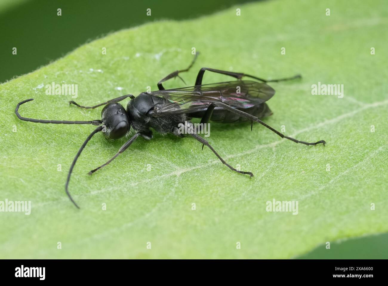 Primo piano naturale su un ragno europeo nero scuro che uccide la vespa, Auplopus carbonarius, seduto su una foglia verde Foto Stock
