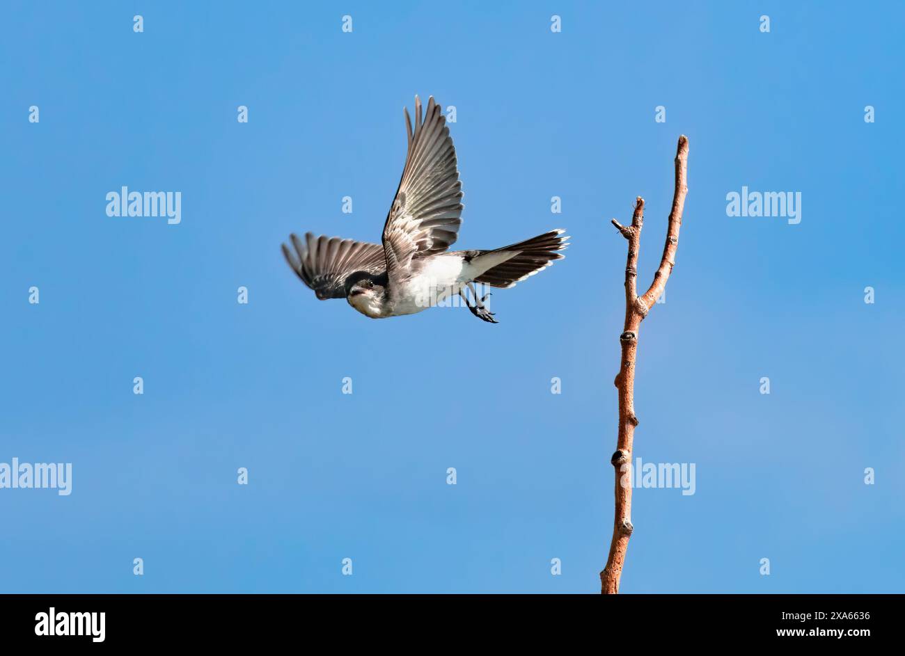 Un uccello del Regno Orientale che vola fuori dal suo appollaio mentre tiene gli occhi in contatto con lo spettatore. Foto Stock