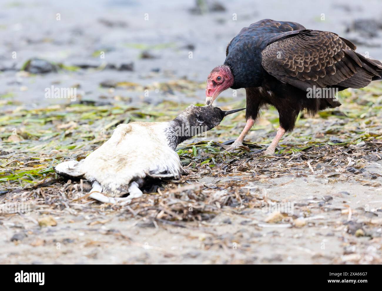 L'Avvoltoio tacchino che mangia il Loon comune morto Foto Stock