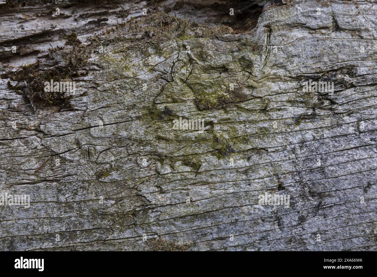 primi piani di una texture in legno grigio scuro con macchie di muschio verde Foto Stock