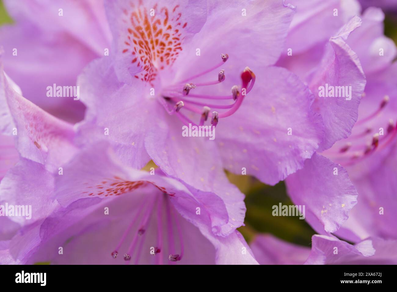 Primo piano di una macro fotografia di fiori di rododendro viola viola Foto Stock