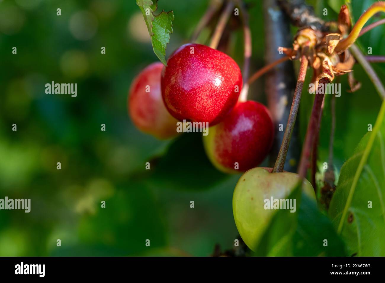 ciliegie rosse non mature su un ramo d'albero, frutti primaverili Foto Stock