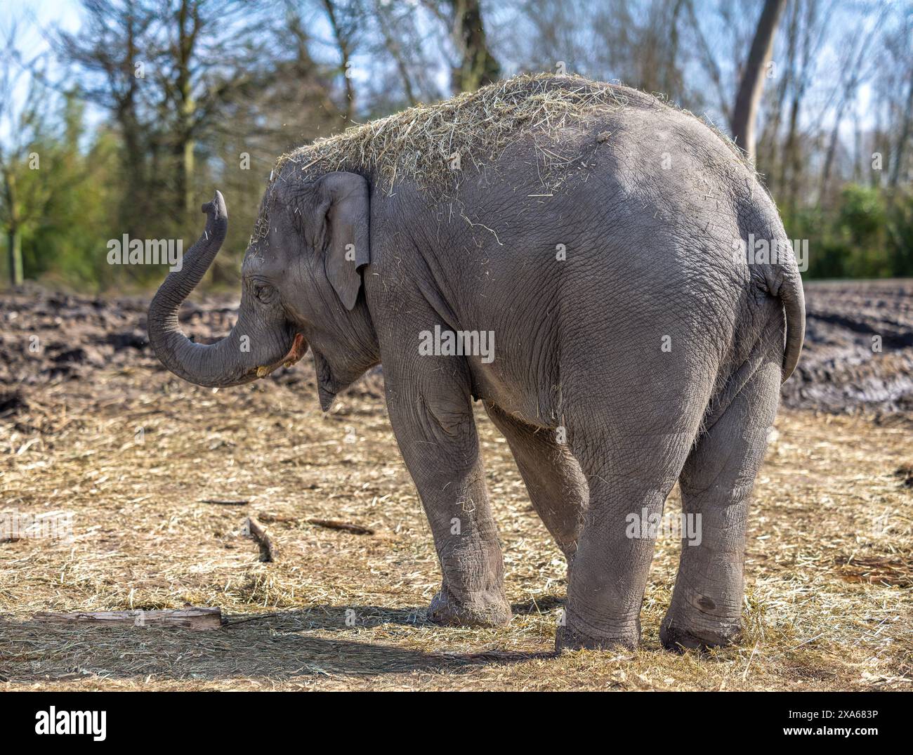 Un Baby Asian Elephant che gioca e ride Foto Stock