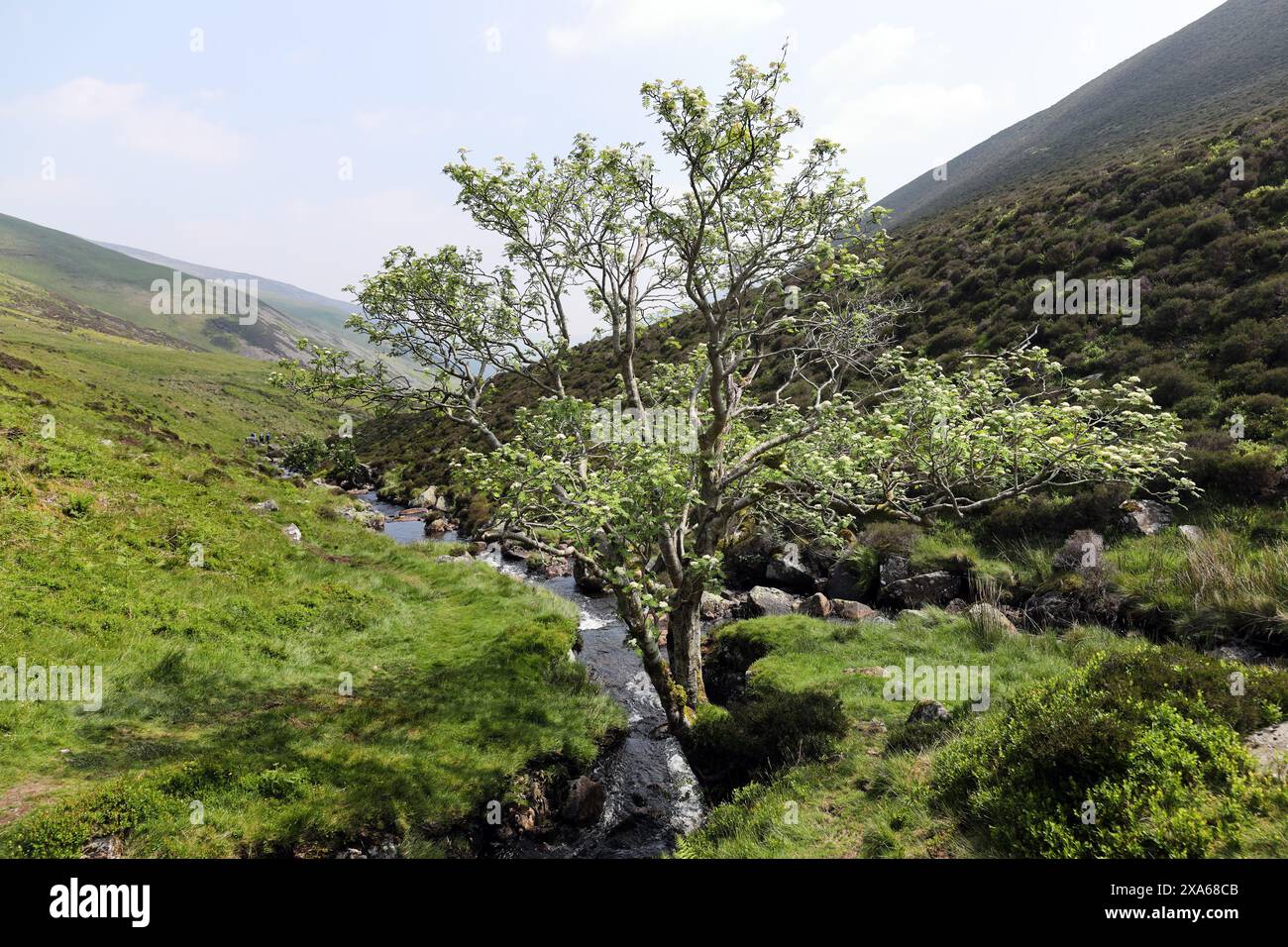 Fioritura di Rowan Tree (Sorbus, Aucuparia) accanto a Grainsgill Beck, Lake District, Cumbria, Regno Unito Foto Stock