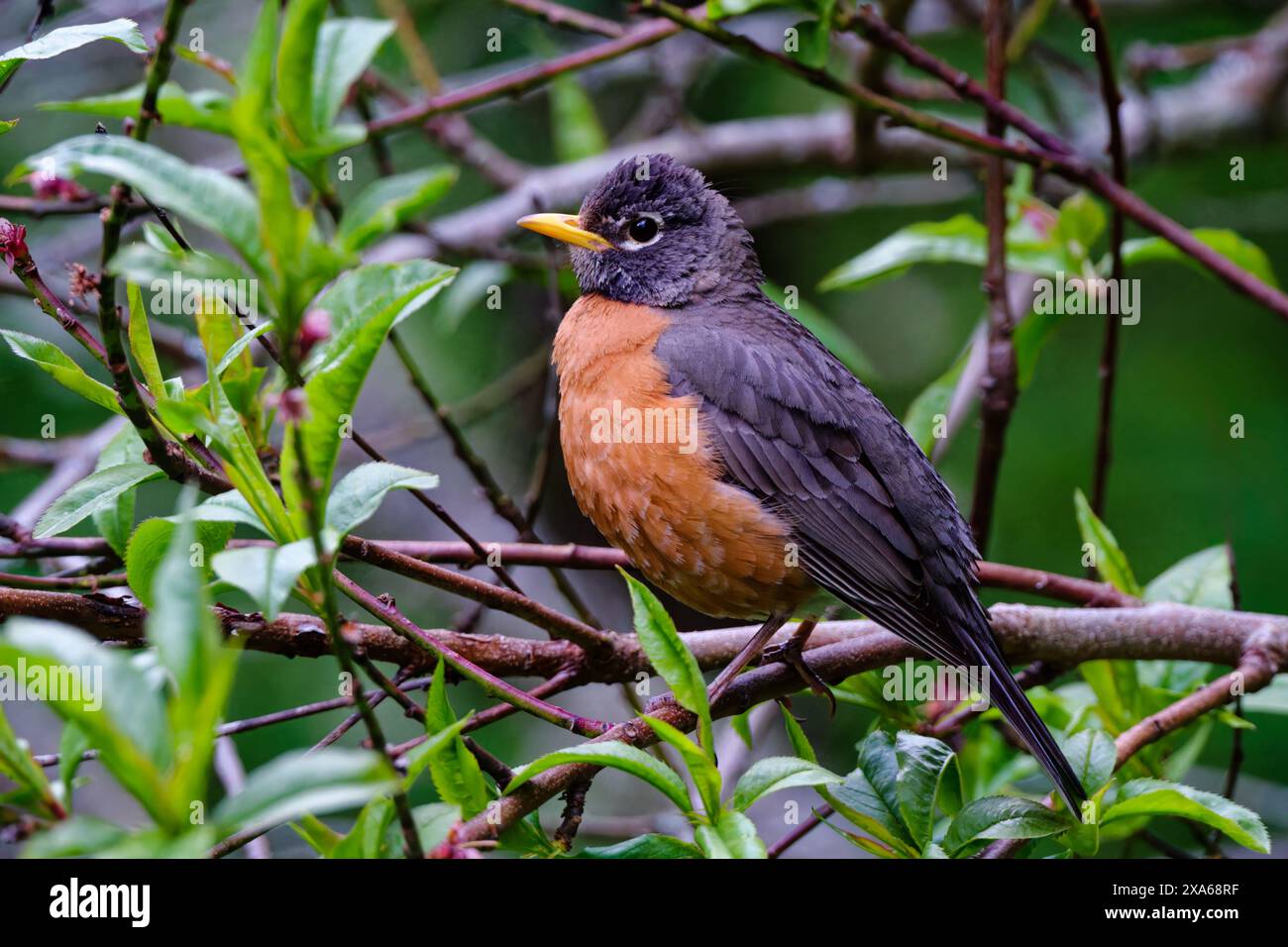 Un piccolo robin americano (Turdus migratorius) arroccato su un ramo di albero nel cespuglio Foto Stock