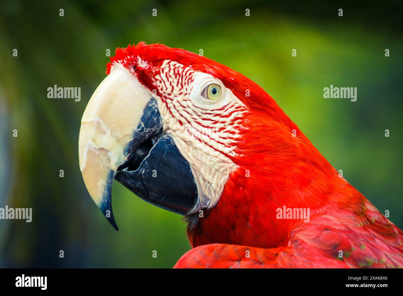 Un colorato Macaw Parrot arroccato solo su un ramo d'albero Foto Stock