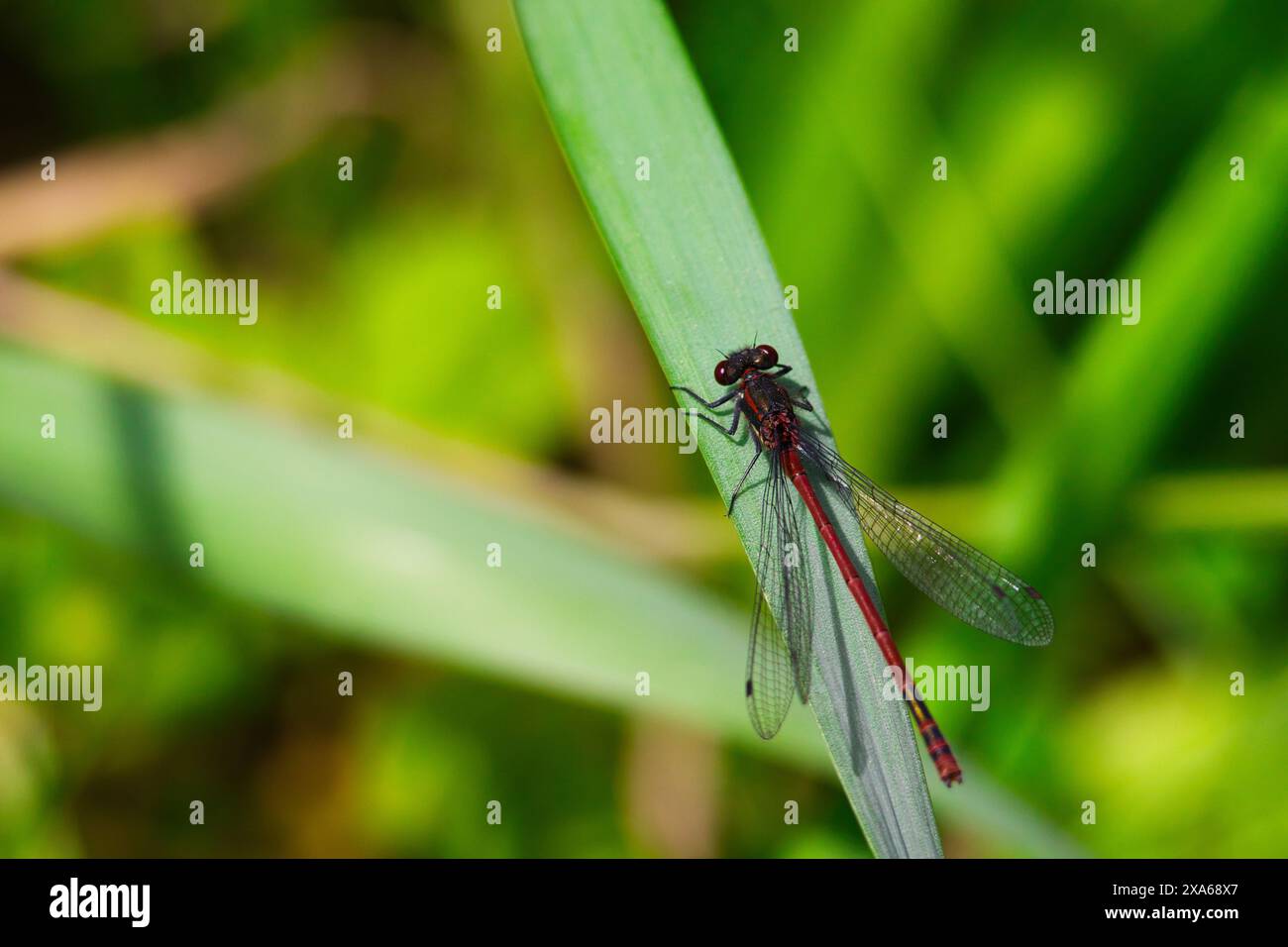 Un primo piano di una libellula arroccata su erba verde Foto Stock