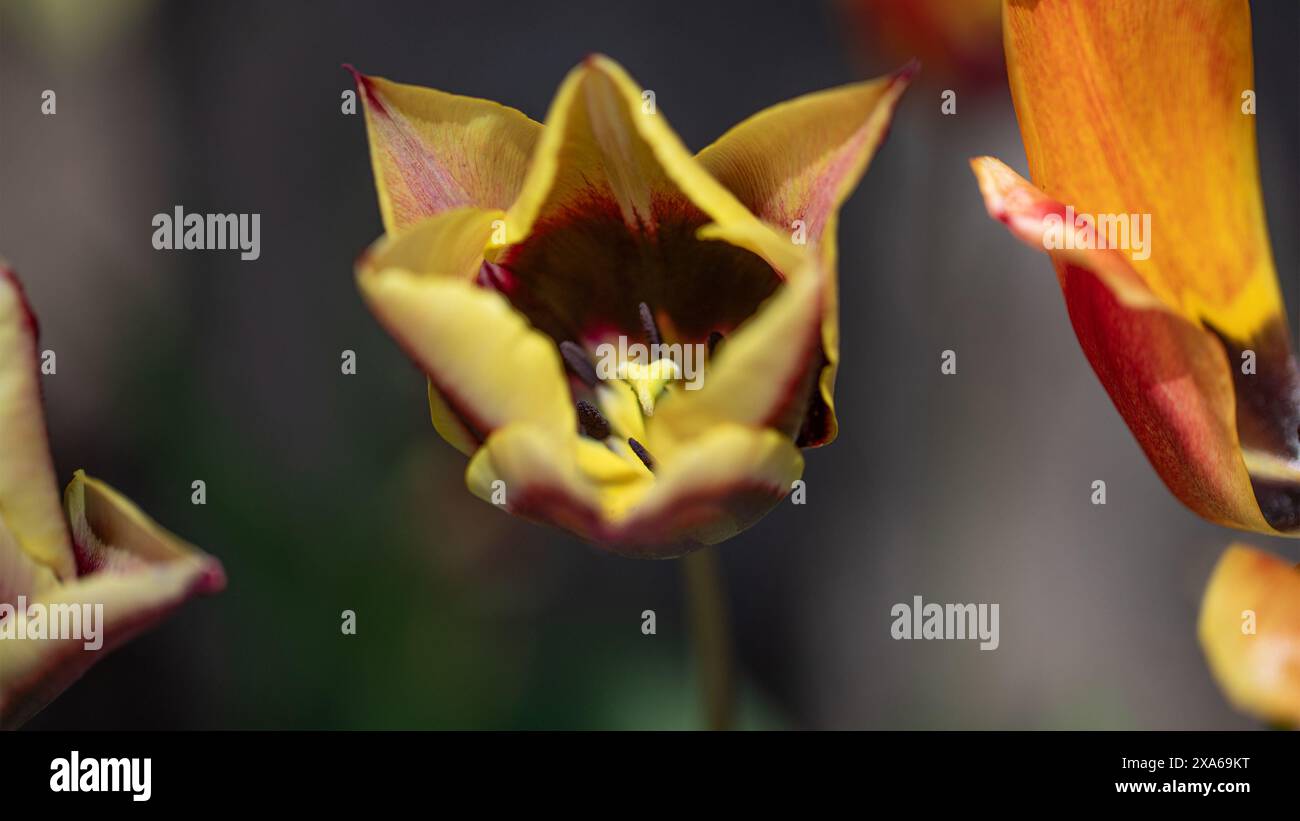 Un primo piano di tulipani gialli e rossi che fioriscono lungo la strada in un giardino Foto Stock