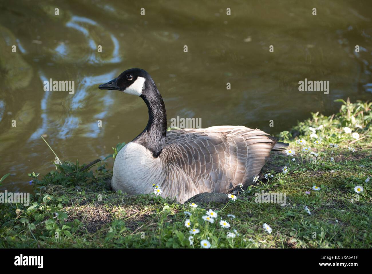 Un primo piano di un'oca su erba verde vicino a uno stagno a Renipont, in Belgio Foto Stock