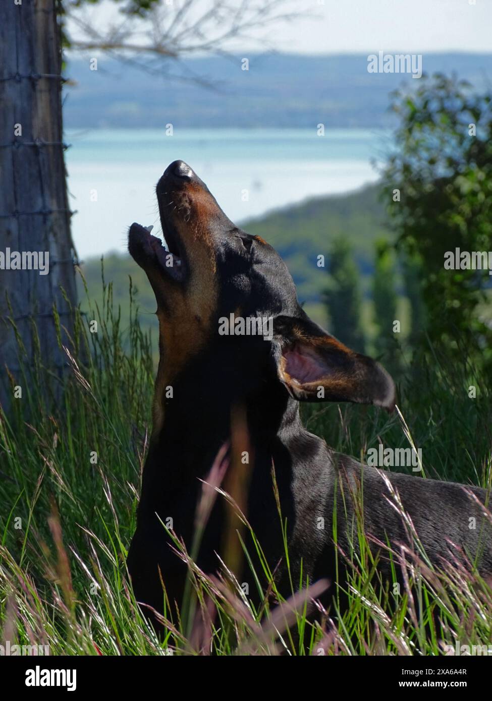 Un cane che riposa e sbadiglia sull'erba Foto Stock