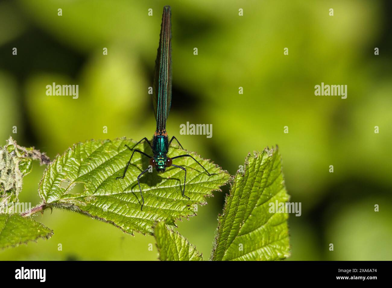 Una foto macro di una libellula appollaiata su una foglia verde Foto Stock