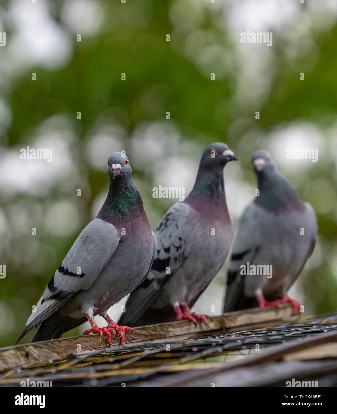 Tre uccelli su un tetto, uno con le gambe rosa Foto Stock