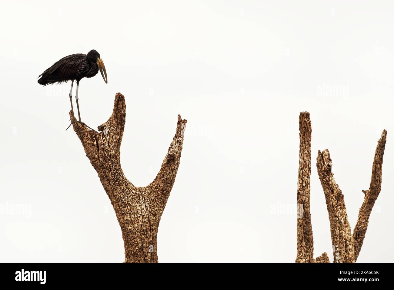 African Openbill - Anastomus lamelligerus specie di cicogna della famiglia Ciconiidae, originaria delle grandi parti dell'Africa sub-sahariana, uccello nero della famiglia dei Ciconiidae Foto Stock