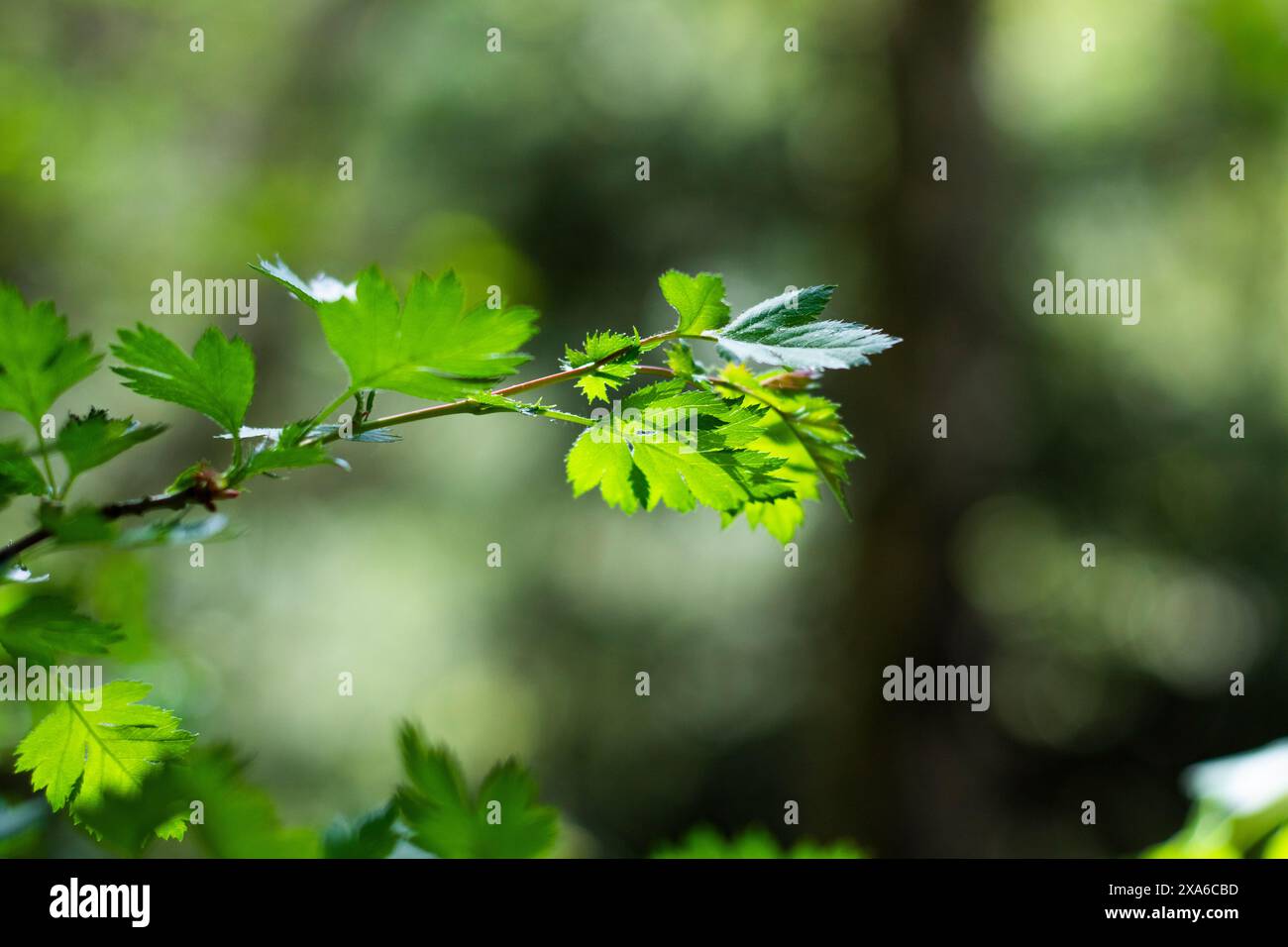Le foglie verdi brillanti sono illuminate dalla luce soffusa del sole Foto Stock