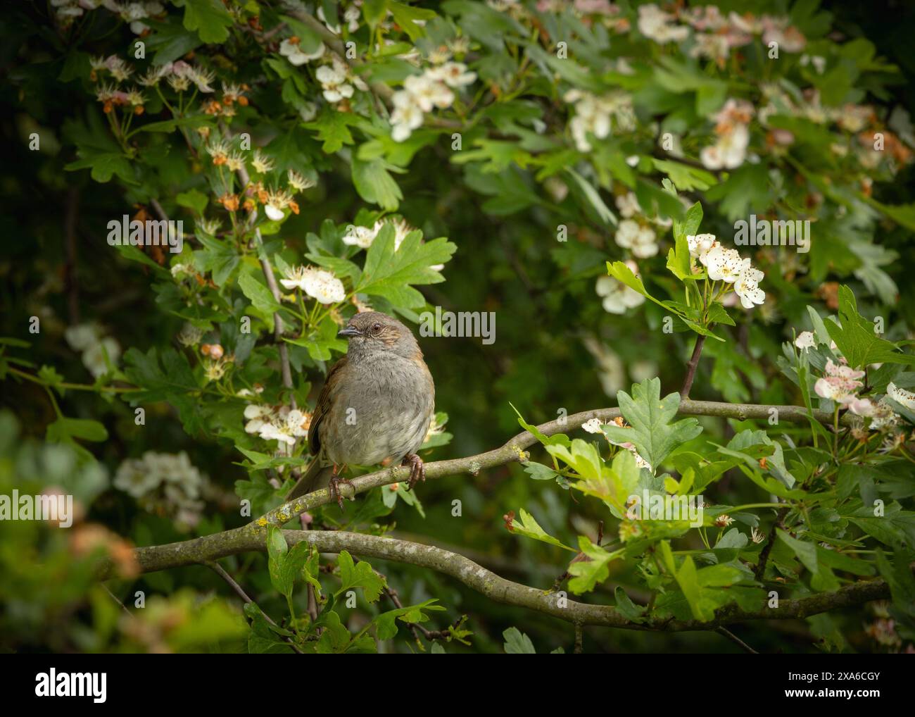 Un primo piano di un Dunnock arroccato su un melo Foto Stock