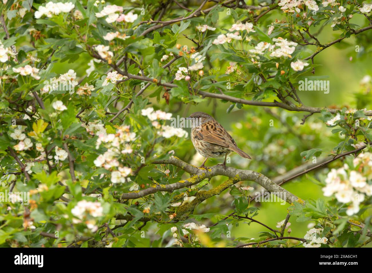 Un primo piano di un Dunnock arroccato su un melo Foto Stock