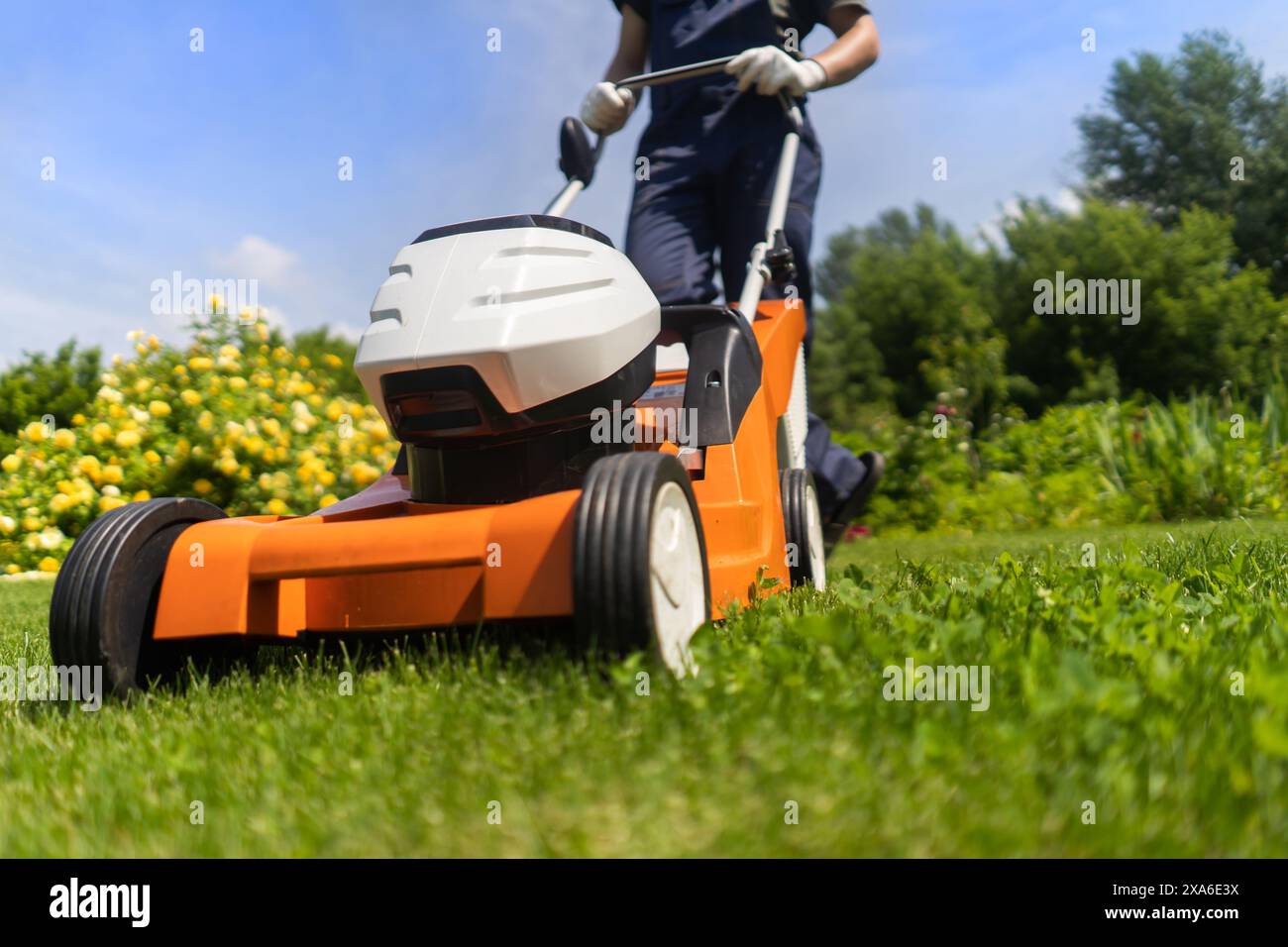 Un giardiniere professionista con un rasaerba si prende cura dell'erba nel cortile. Foto Stock