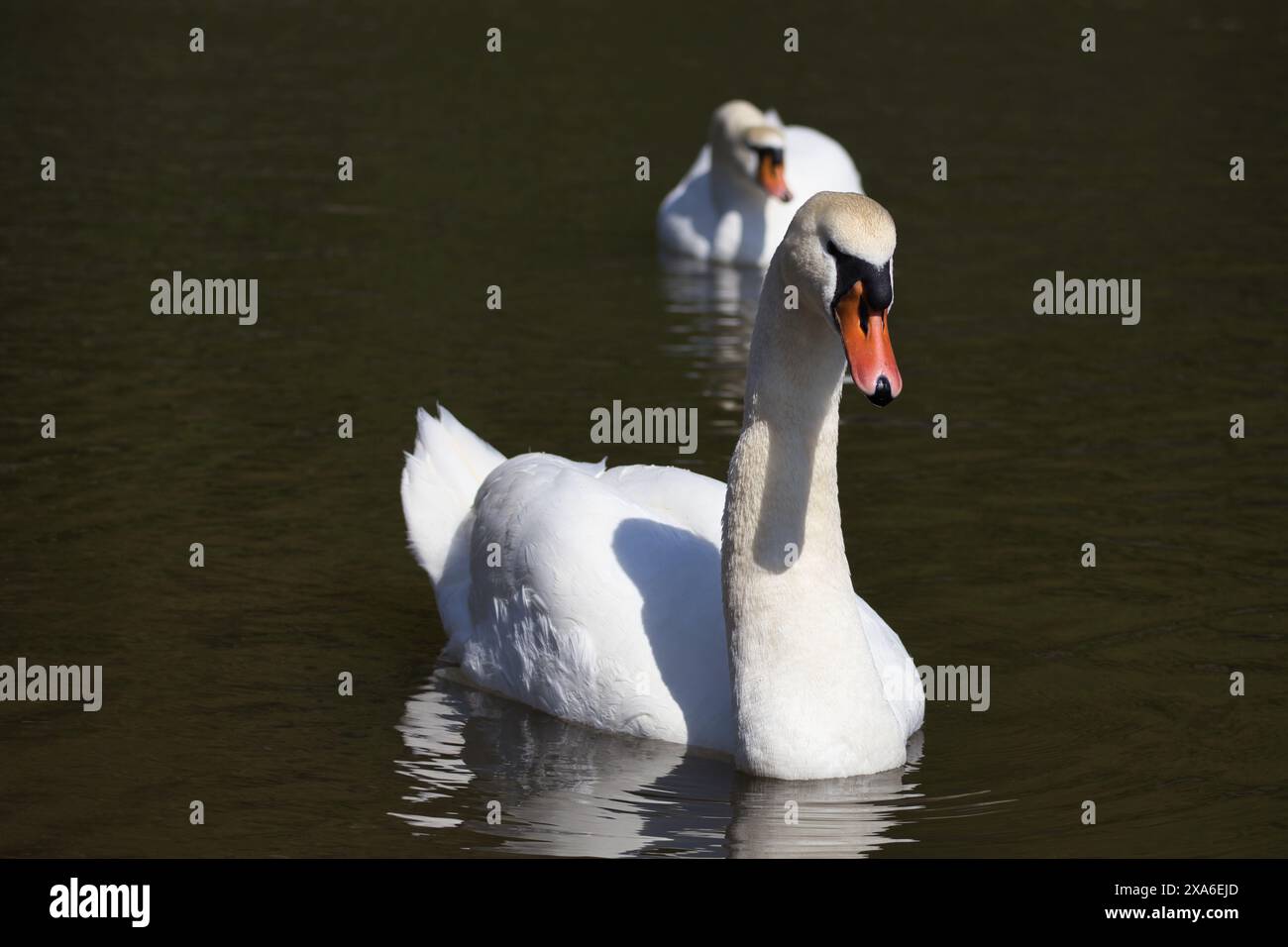 Due cigni bianchi che nuotano in uno stagno in una giornata di sole Foto Stock