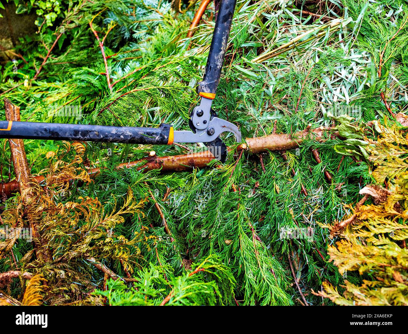 Troncarami metallici utilizzati per tagliare i rami di un albero Foto Stock