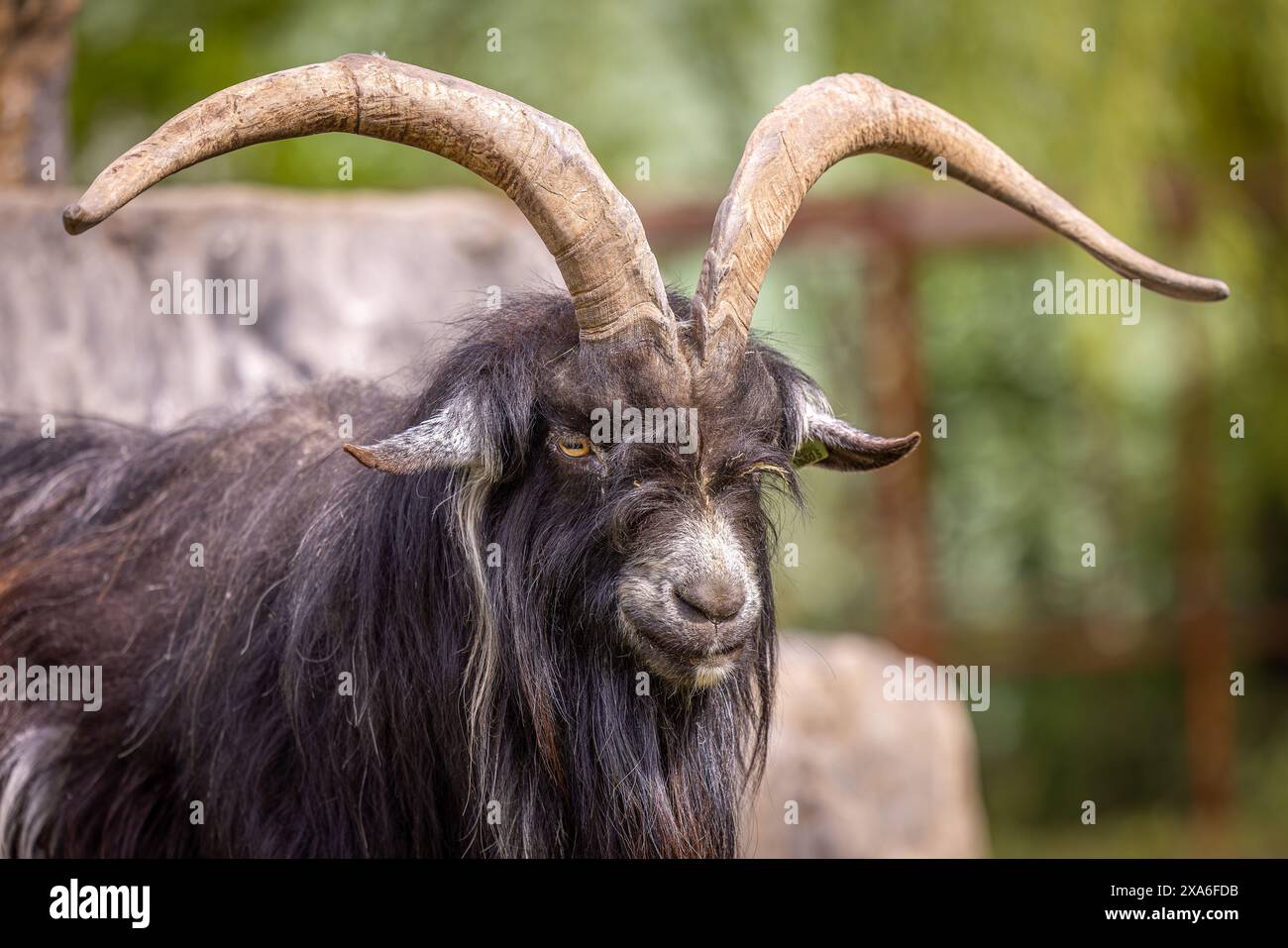 La Landrace olandese è una razza tradizionale olandese di capra domestica Foto Stock