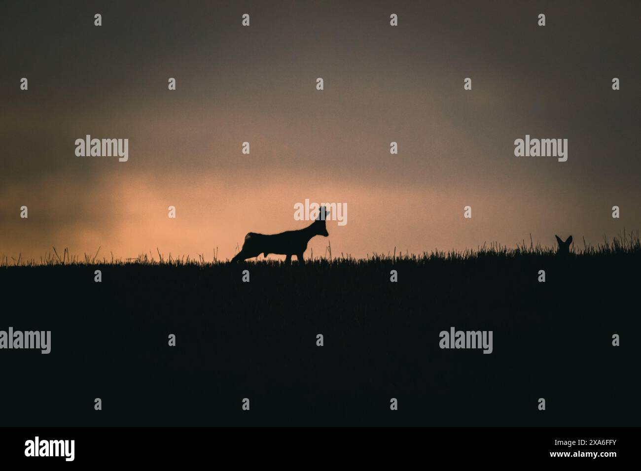 Capra sagomata al tramonto con sfondo nuvoloso Foto Stock