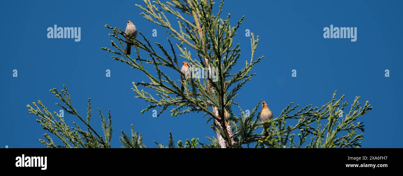 Diversi piccoli uccelli che riposano su un ramo d'albero Foto Stock