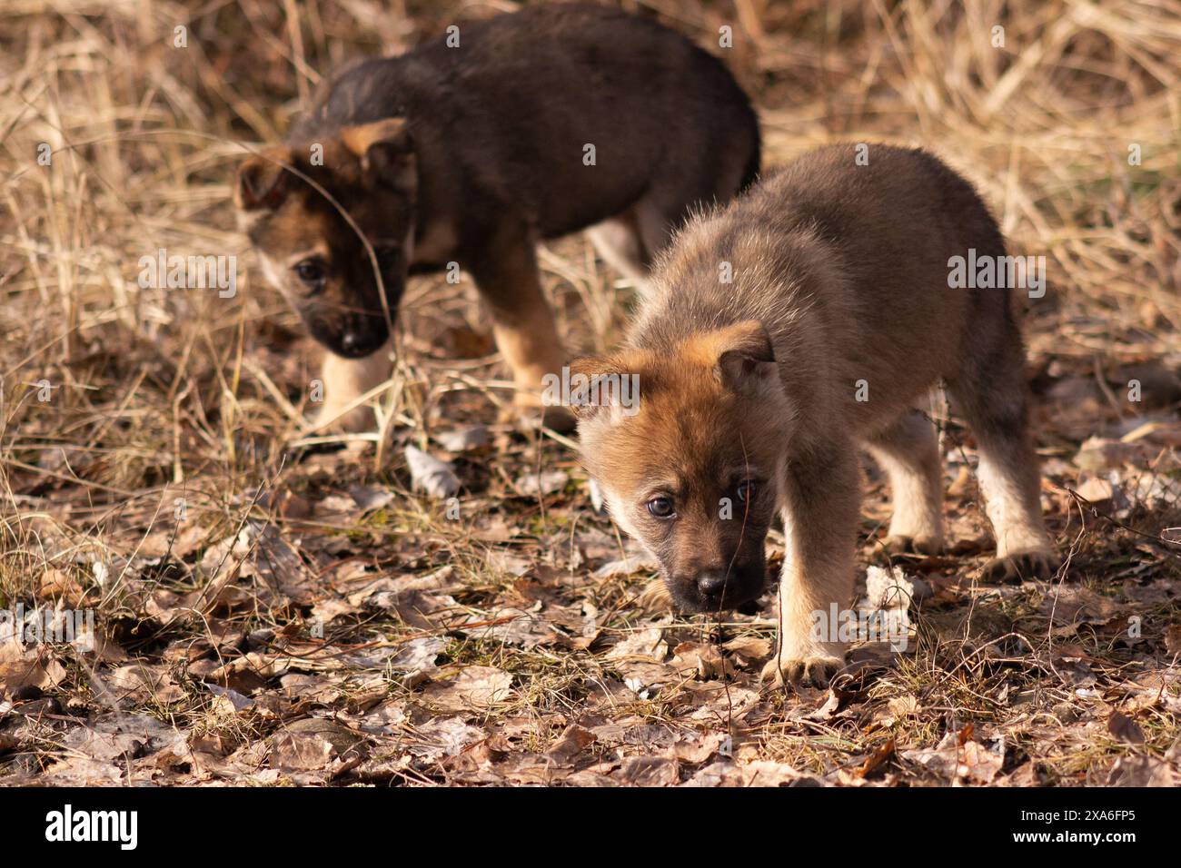 Un cucciolo di lupo che guarda in lontananza in un ambiente all'aperto. Foto Stock