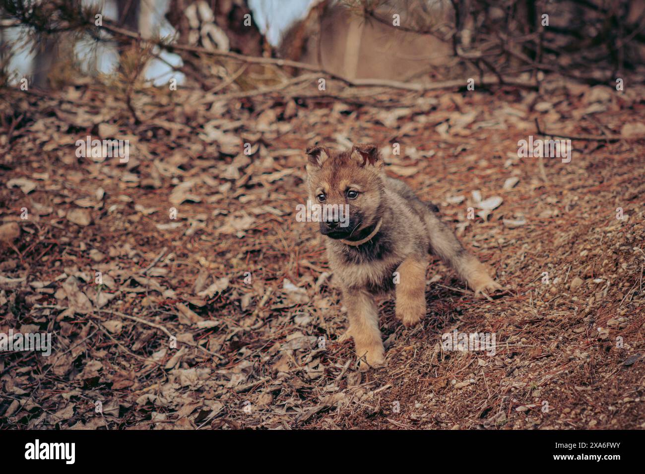 Un cucciolo di lupo che guarda in lontananza in un ambiente all'aperto. Foto Stock