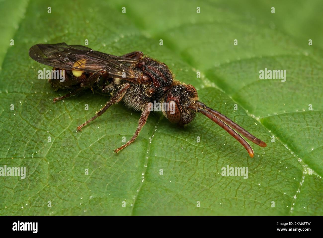 Una piccola ape Nomad (Nomada Flavoguttata) arroccata su una foglia verde Foto Stock