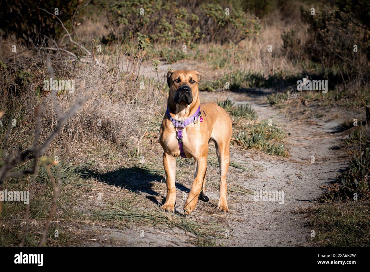 Un pitbull in piedi su erba e cespugli accanto al terreno. Foto Stock