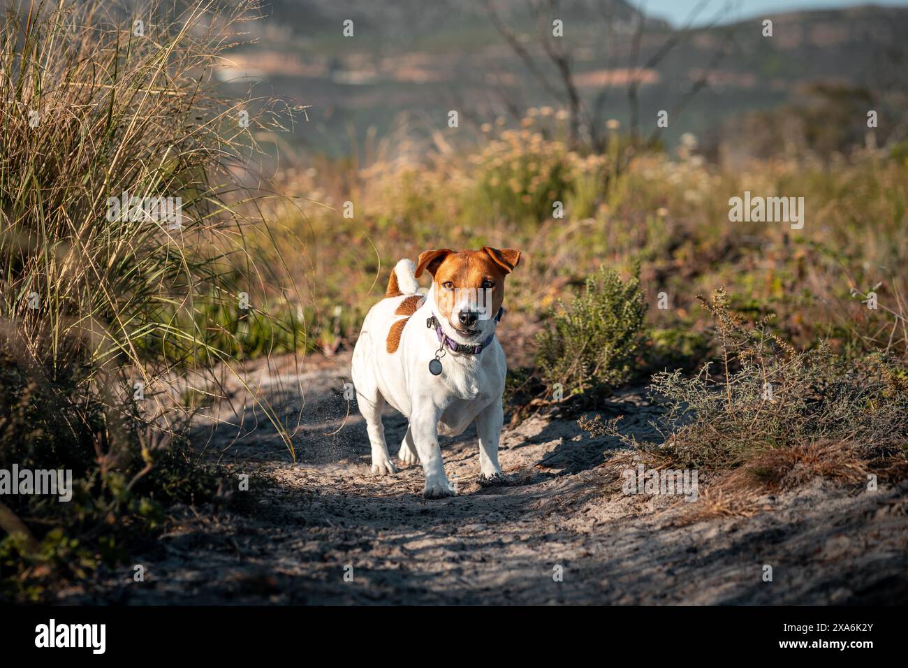 Un Jack Rustle che cammina piacevolmente lungo un sentiero. Foto Stock