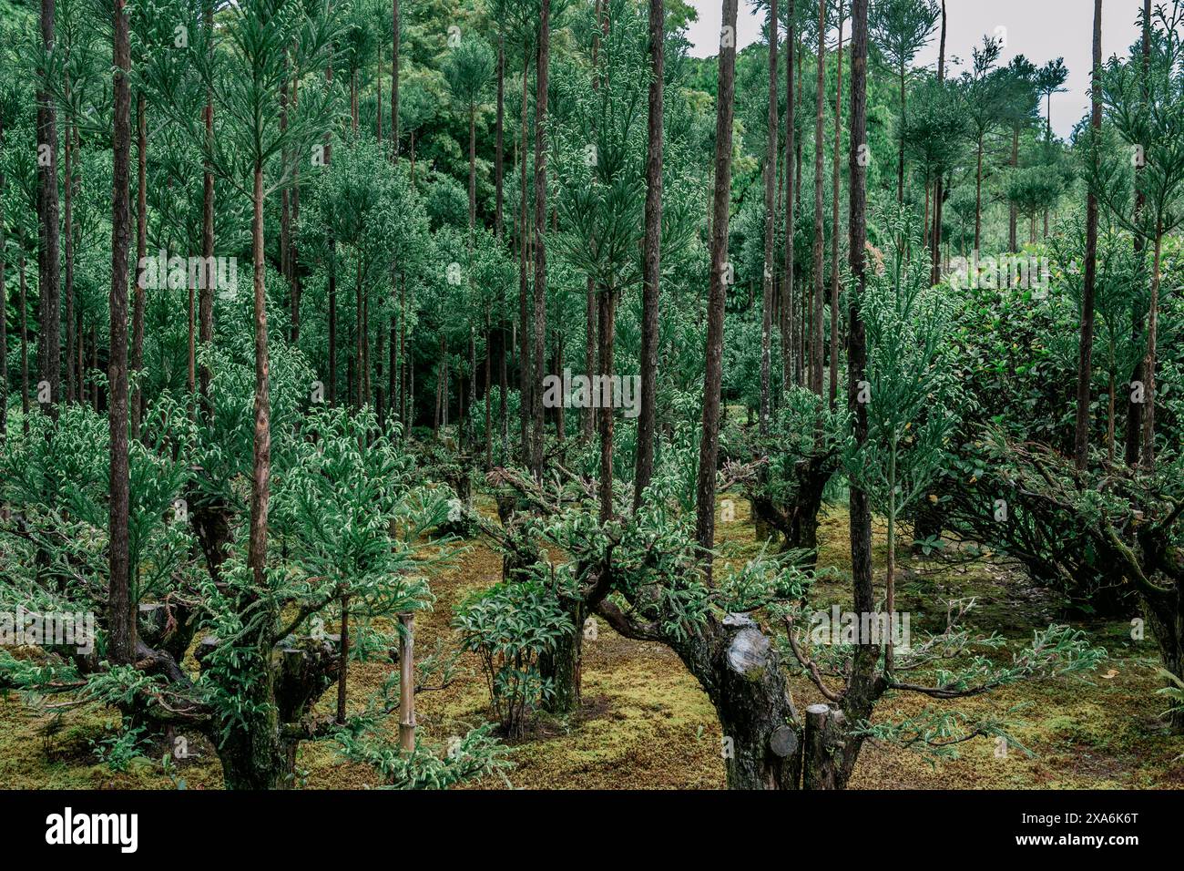 Alberi e arbusti diversi popolano il terreno della foresta Foto Stock