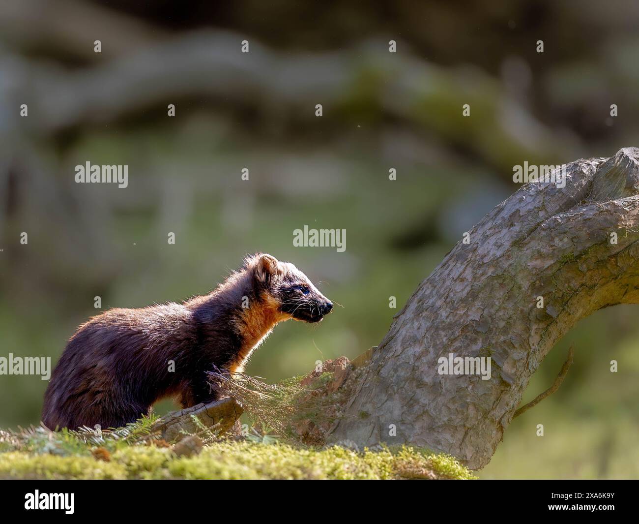 Una martora di pino europea su un ramo d'albero coperto di muschio. Foto Stock