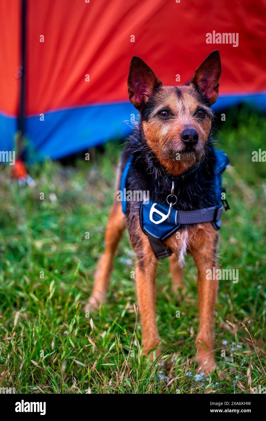 Un adorabile cane arruffato davanti a una tenda da campeggio rosso-blu. Foto Stock