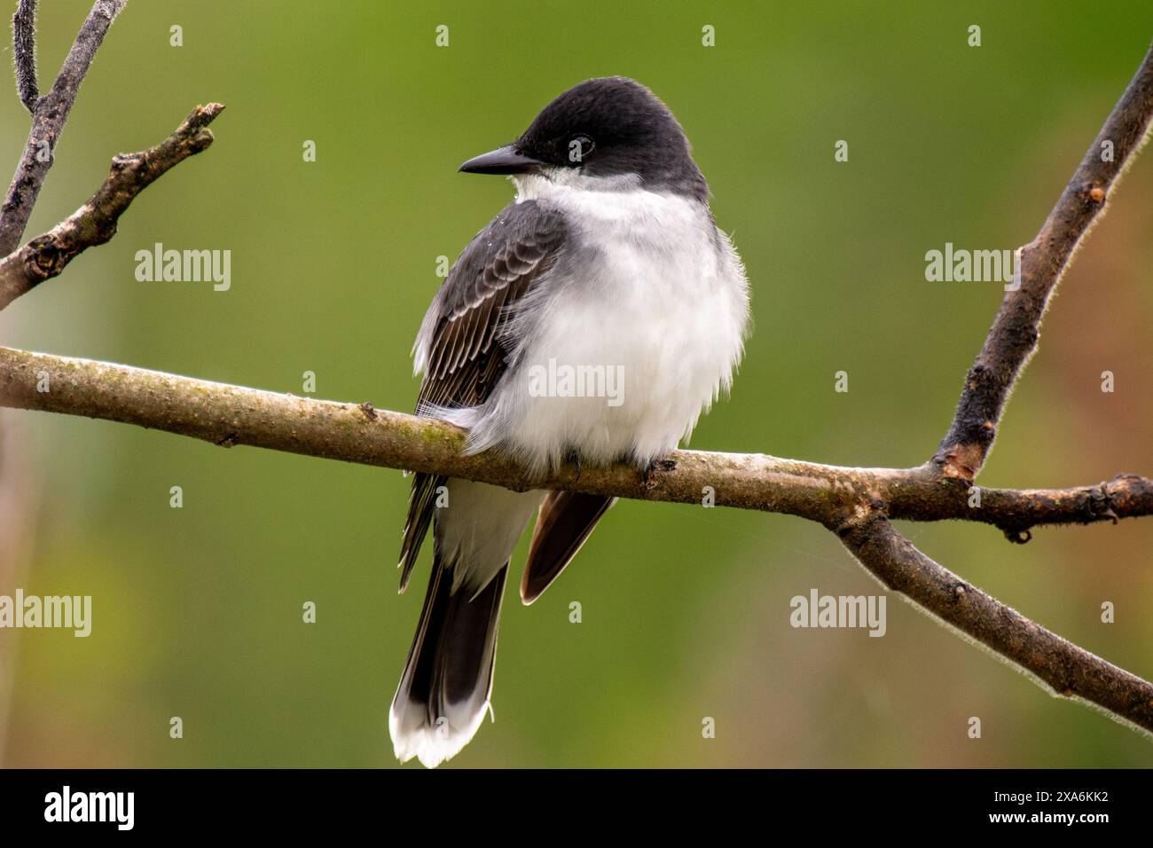Un Kingbird orientale arroccato su un ramo d'albero. Foto Stock