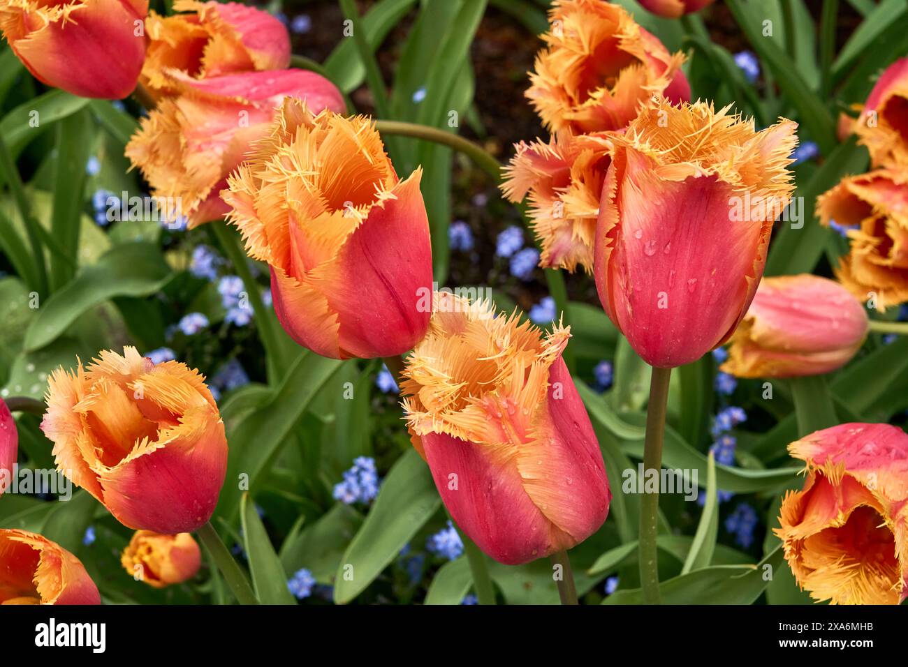 Splendidi e unici tulipani rossi e arancioni in un letto di piccoli fiori blu ai Butchart Gardens, Victoria, British Columbia. Foto Stock