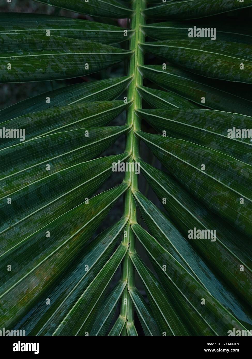 Primo piano di foglie di palma Foto Stock
