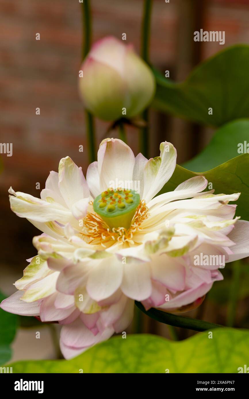 Avvincente, abbagliante, eccellente, intrigante primo piano naturale, alta risoluzione, ritratto delle piante fiorite di Fiore di Loto, Nelumbo nucifera, Hanoi Foto Stock