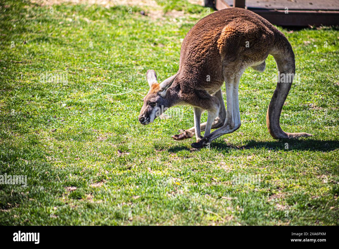 Un canguro adulto con joey in un recinto erboso dello zoo Foto Stock
