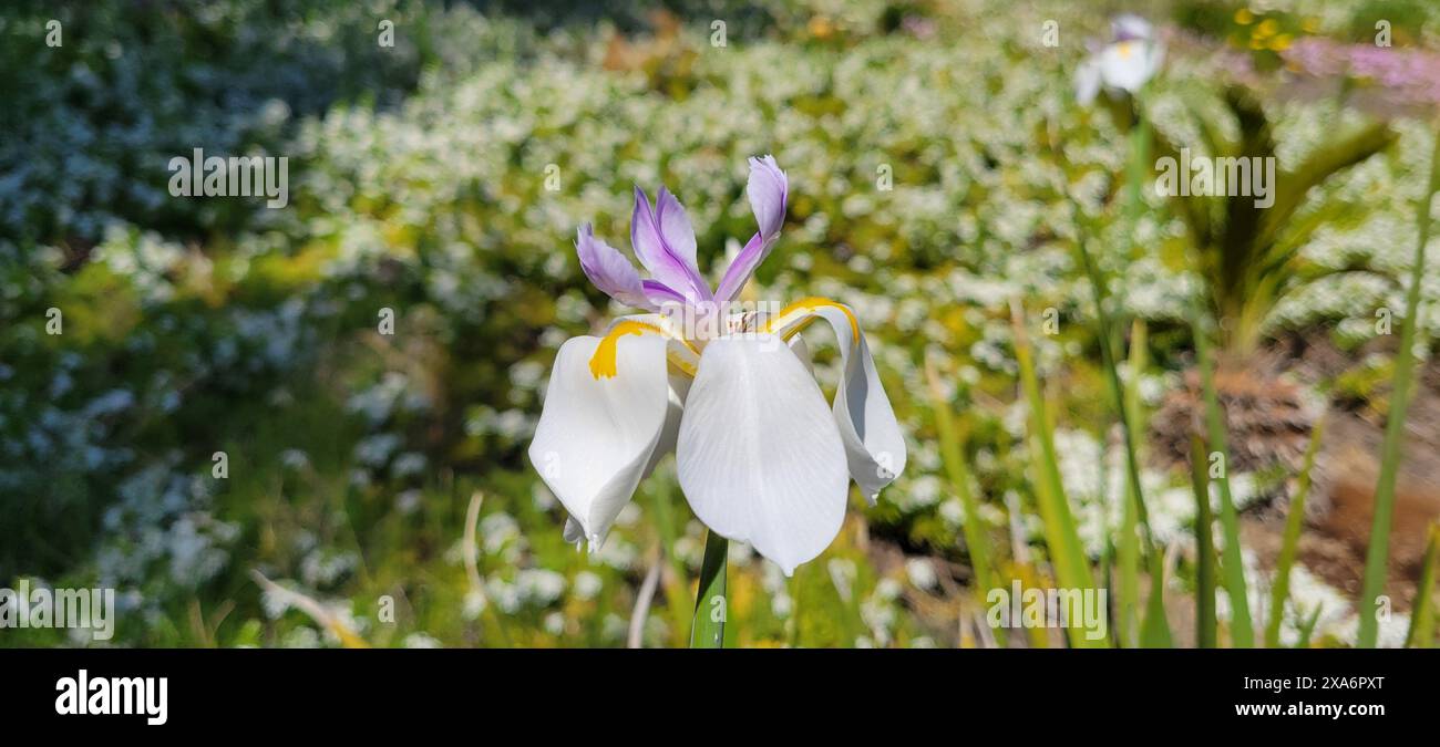 Fiori colorati in un campo vibrante di erba verde lussureggiante e lame alte Foto Stock