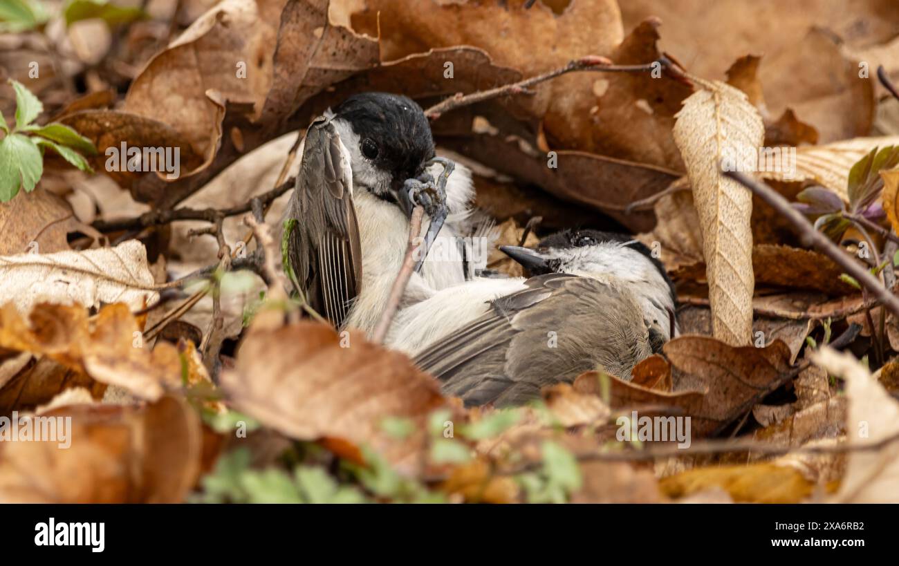 Un primo piano di due uccelli che interagiscono con un ramoscello in mezzo a foglie cadute Foto Stock