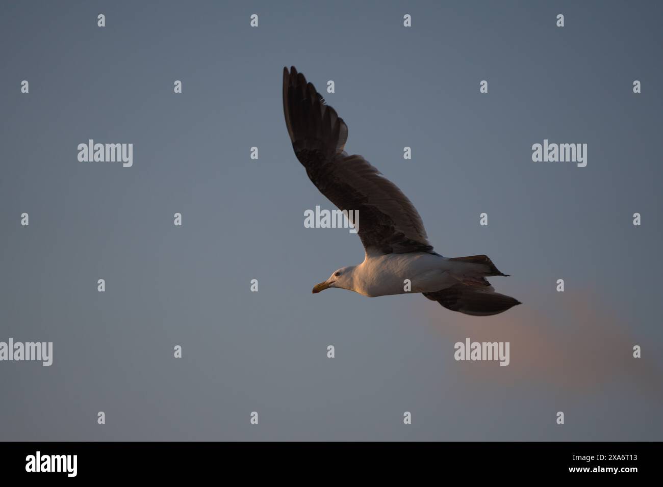 Un uccello che vola attraverso il cielo azzurro Foto Stock