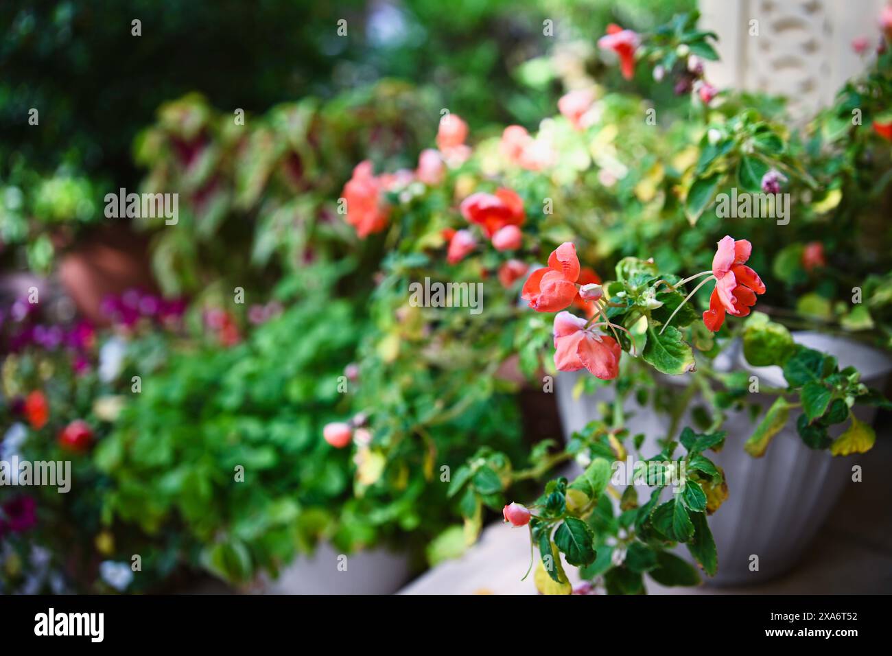 Un giardino in un quartiere residenziale di Doha, Qatar Foto Stock