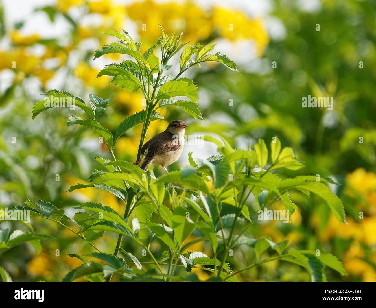 Un uccello bruno prinia (Prinia polychroa) arroccato su fiori gialli Foto Stock