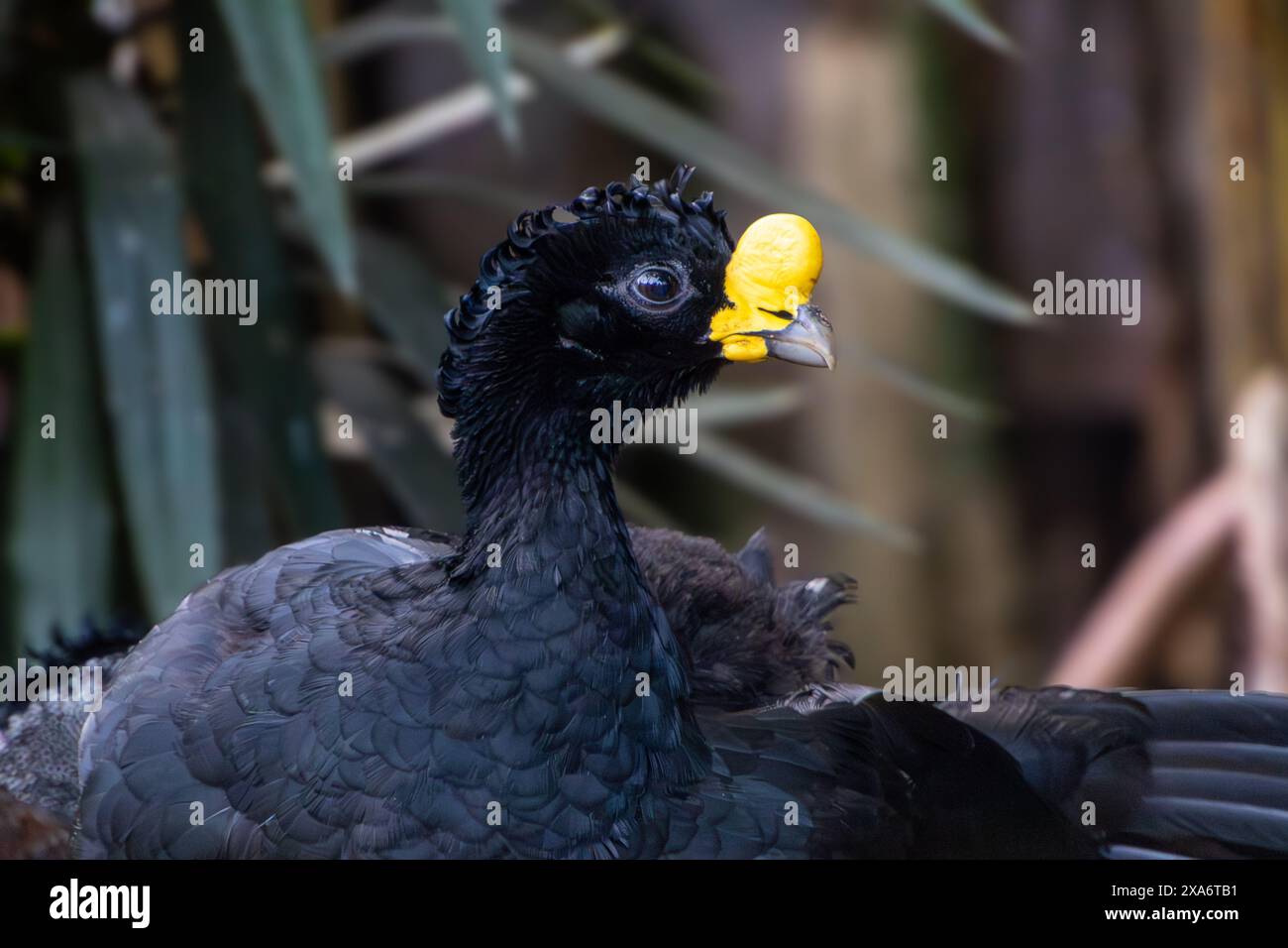 Un uccello nero e giallo Crax rubra arroccato sull'erba Foto Stock