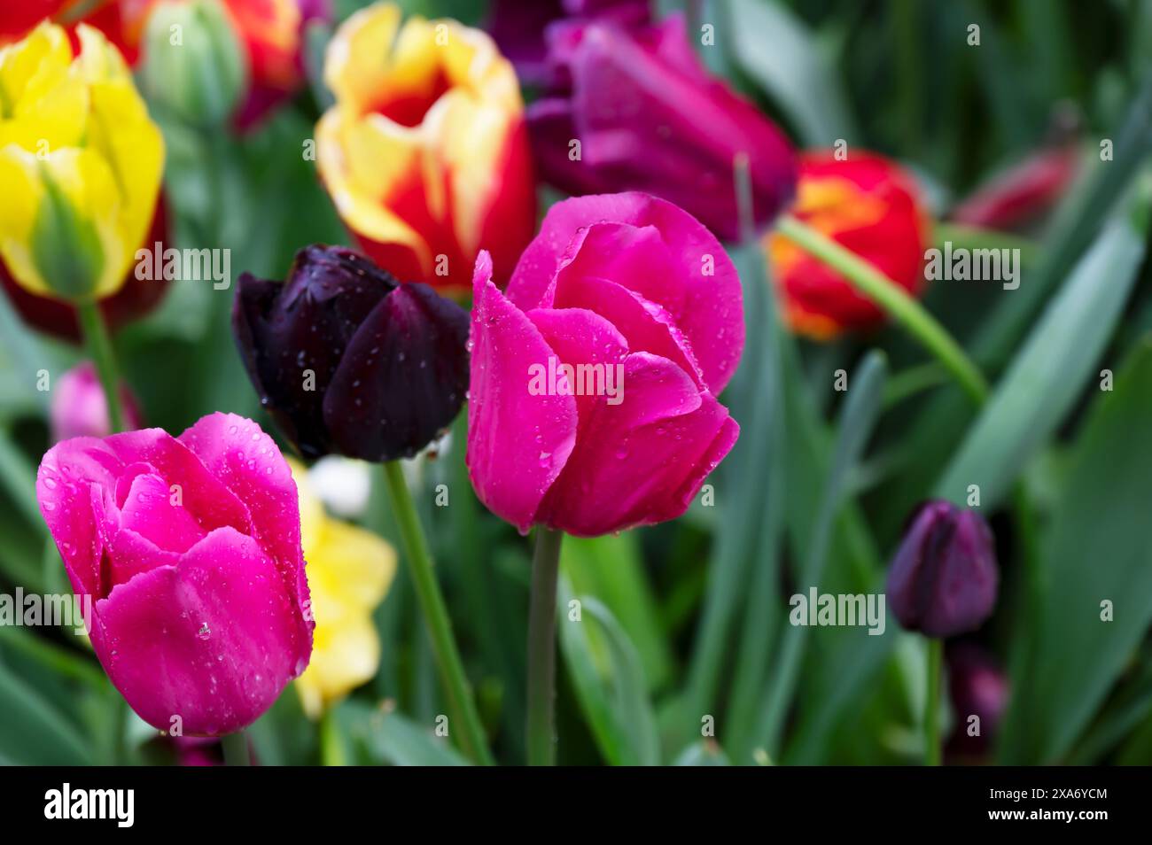 Diversi tulipani vibranti in erba, mix di tonalità viola, giallo e rosso Foto Stock