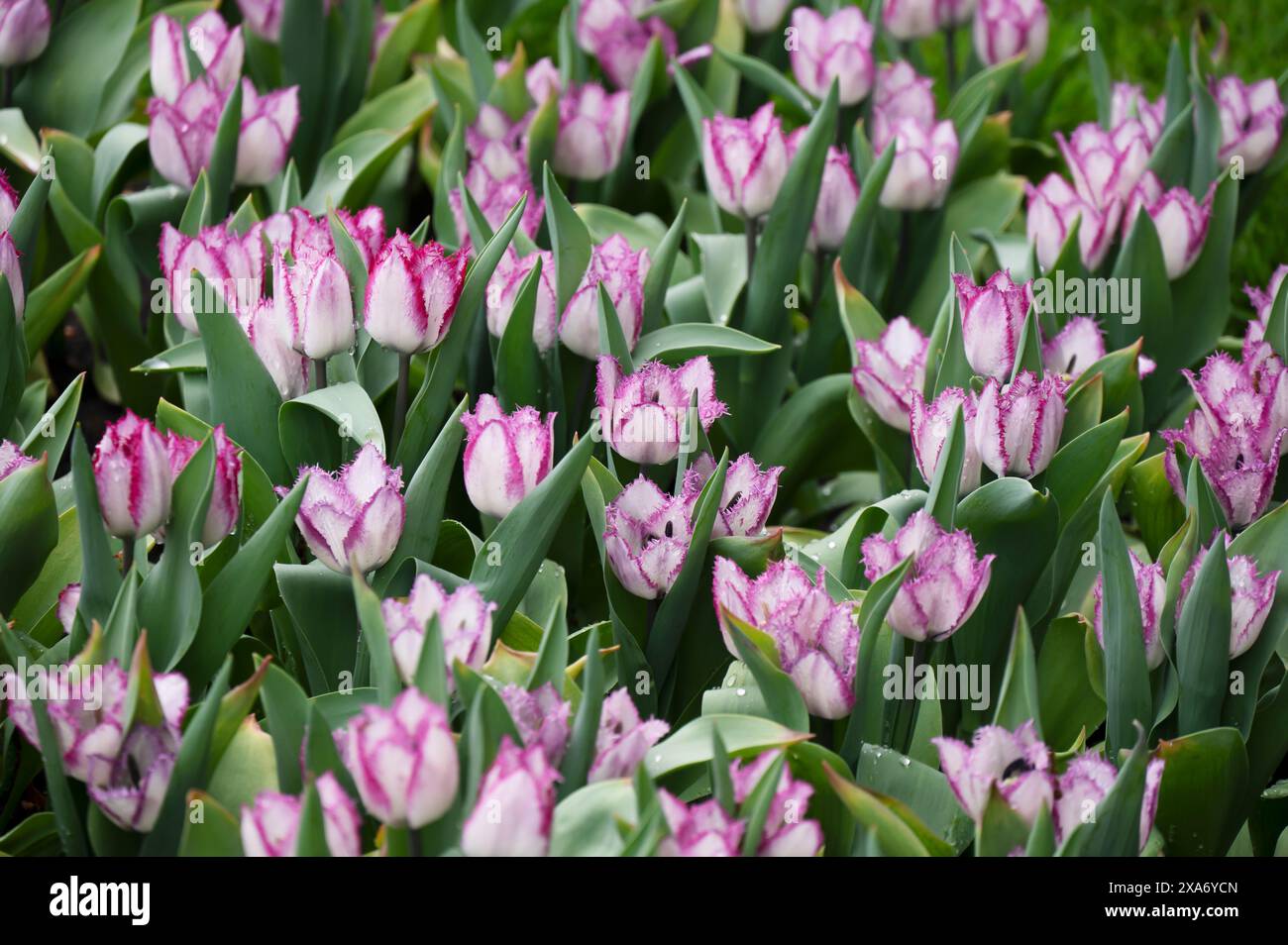 Un campo di tulipani bianchi e rosa fioriti Foto Stock