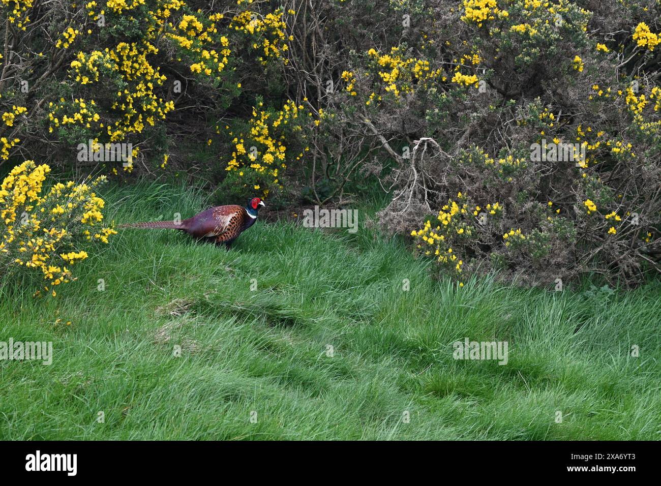 Un uccello che passeggia attraverso un prato di erba verde e fiori gialli Foto Stock