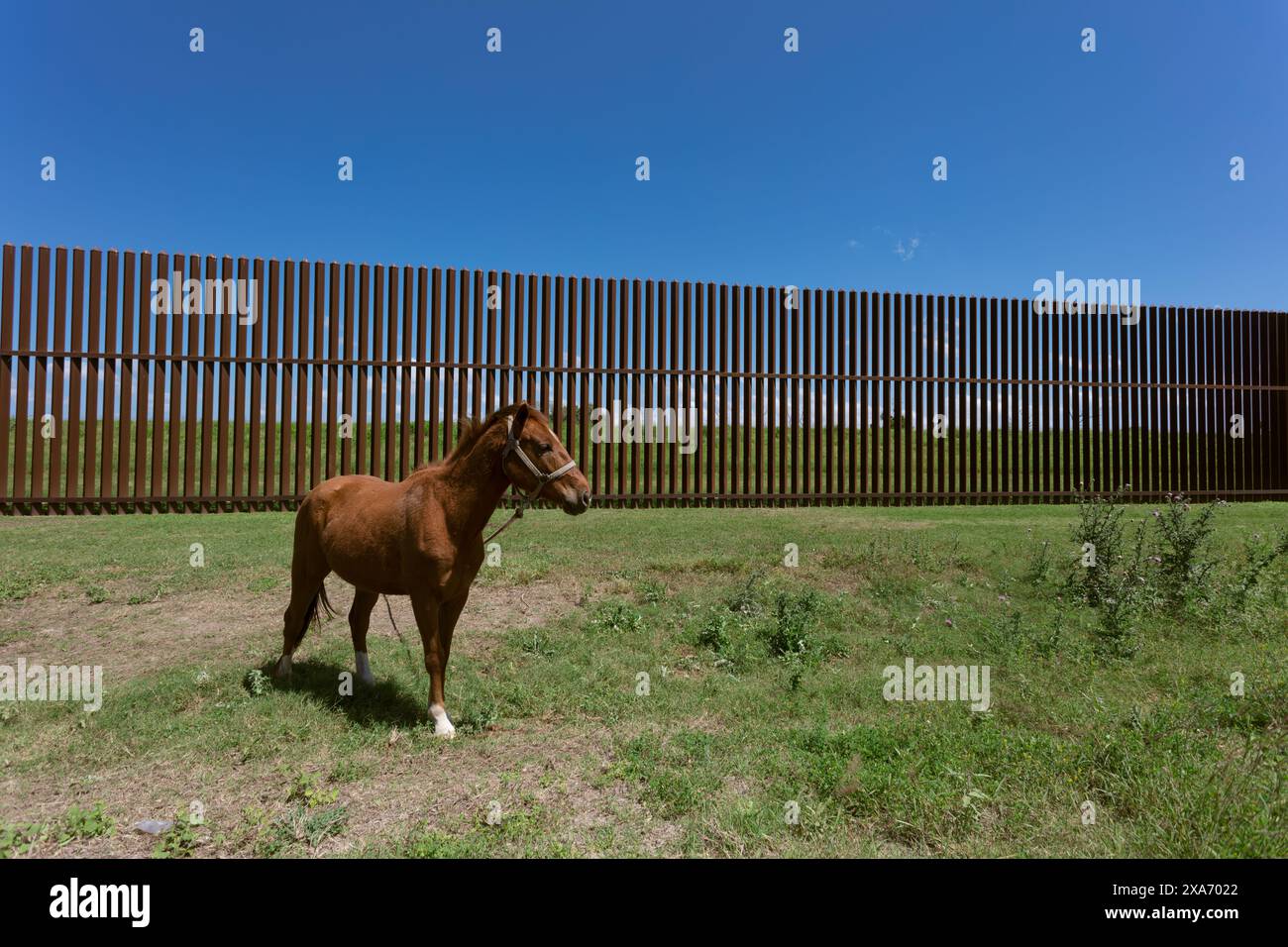 Un cavallo legato al muro degli Stati Uniti al confine con il Messico Foto Stock