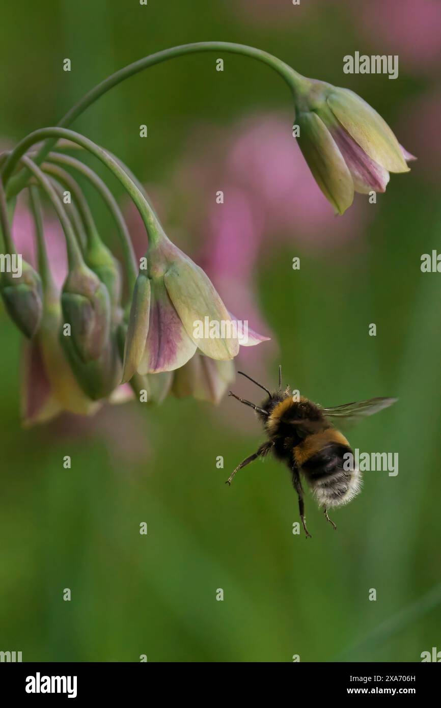 Un Bumblebee dalla coda bianca in volo vicino a un fiore rosa con sfondo verde Foto Stock